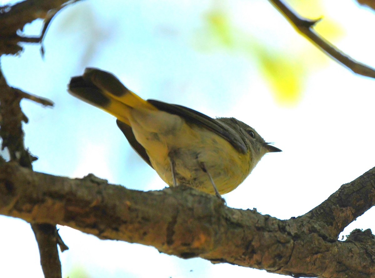 American Redstart - ML644146410