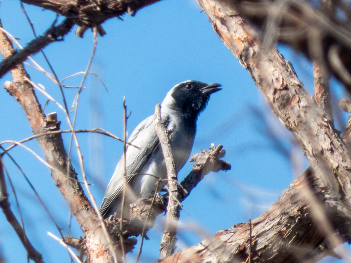 Black-faced Cuckooshrike - ML644146411