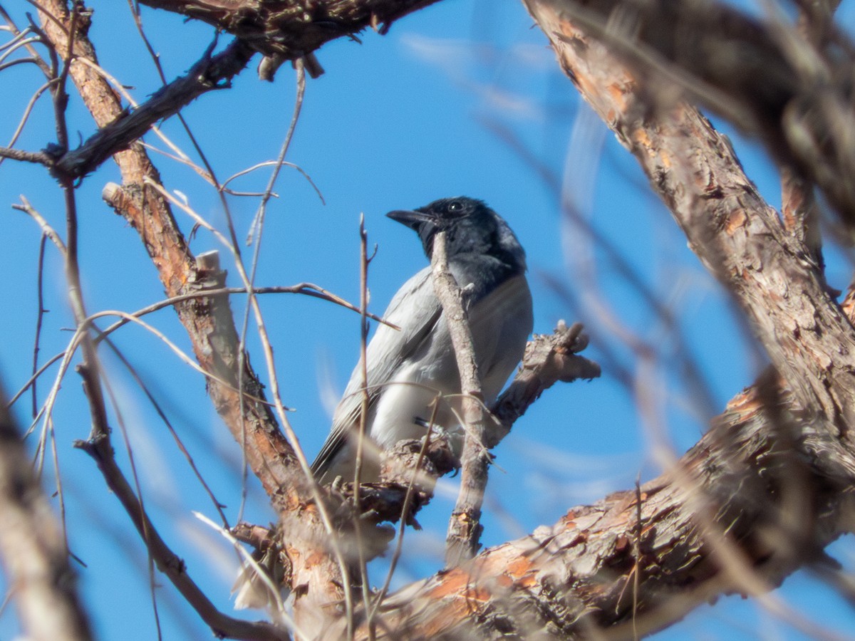 Black-faced Cuckooshrike - ML644146412