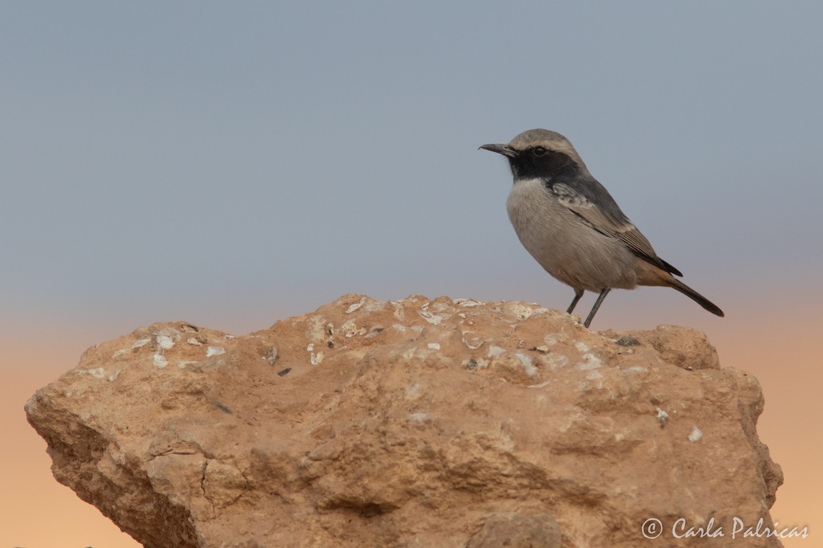 Red-rumped Wheatear - ML644146416