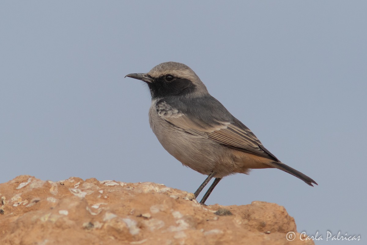 Red-rumped Wheatear - ML644146417