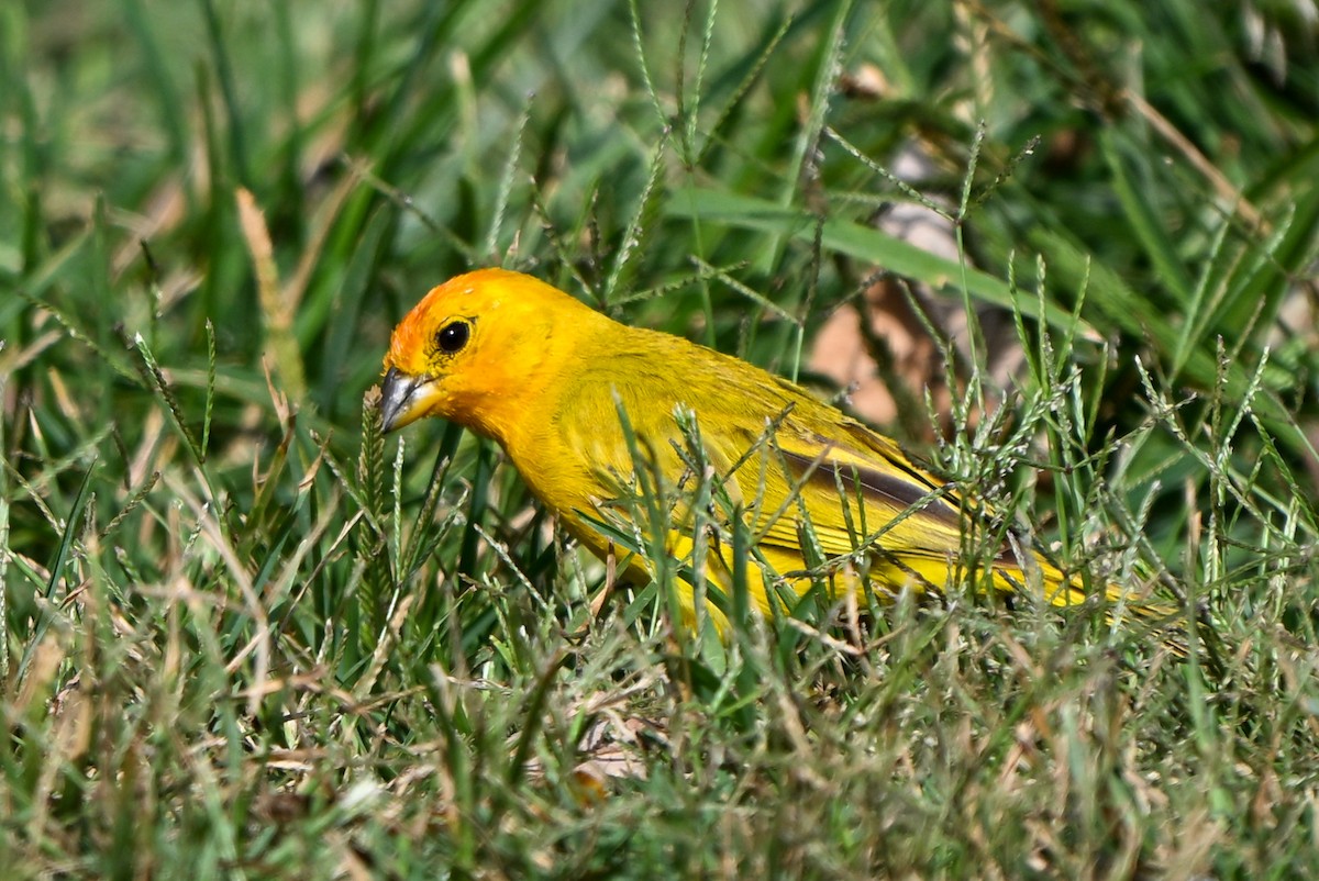 橙黃雀鵐 - ML644146435