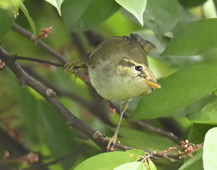 Вівчарик амурський - ML644146462