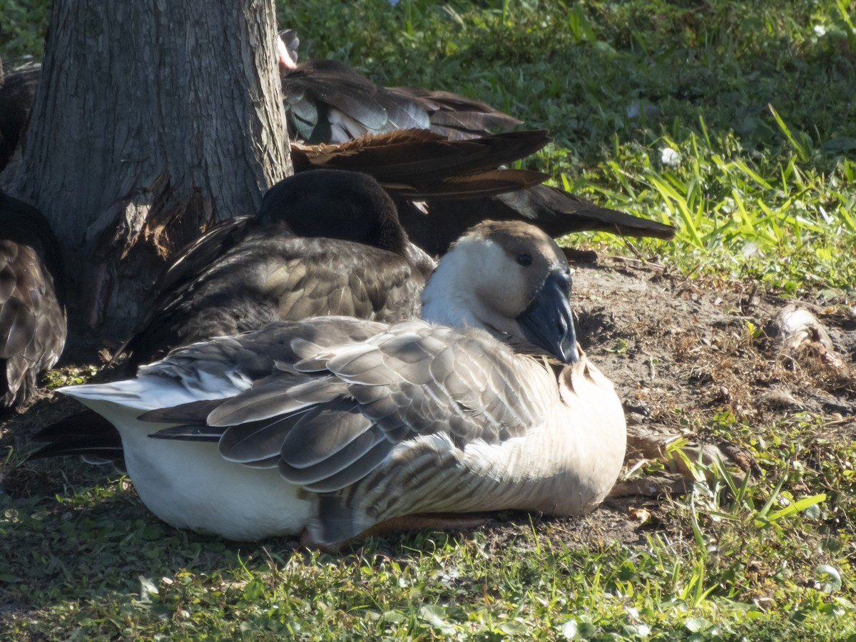 tamgås (domestisert Anser sp.) - ML644146467