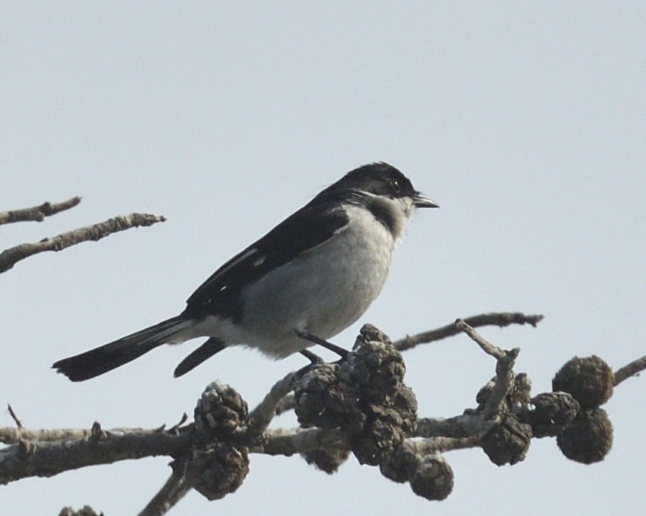 Fiscal Flycatcher - ML644146484