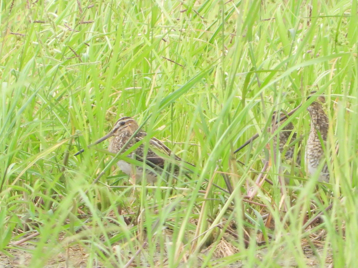Common Snipe - ML644146490