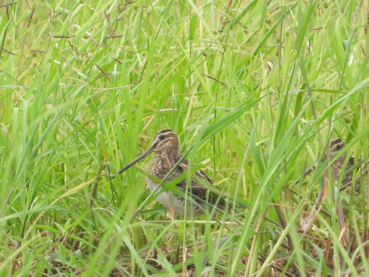 Common Snipe - ML644146491
