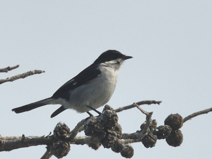 Fiscal Flycatcher - ML644146494