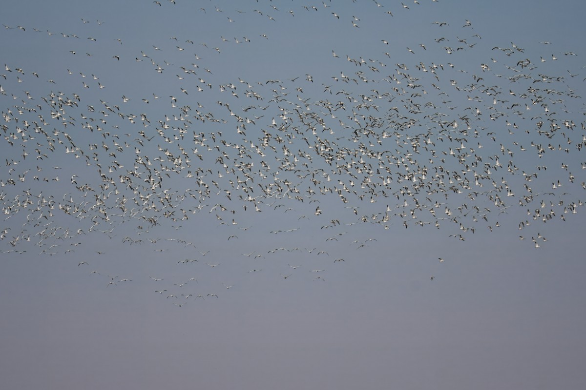 Snow Goose - ML644146497