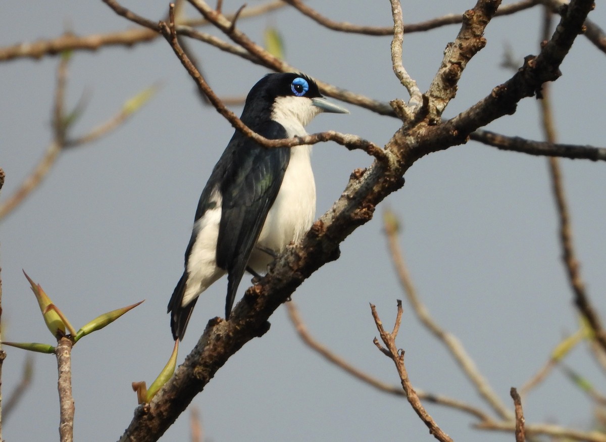 Artamie chabert - ML644146500