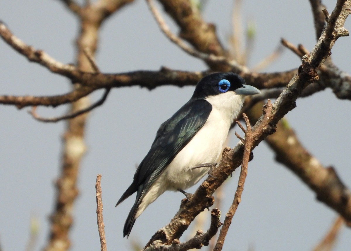 Artamie chabert - ML644146501