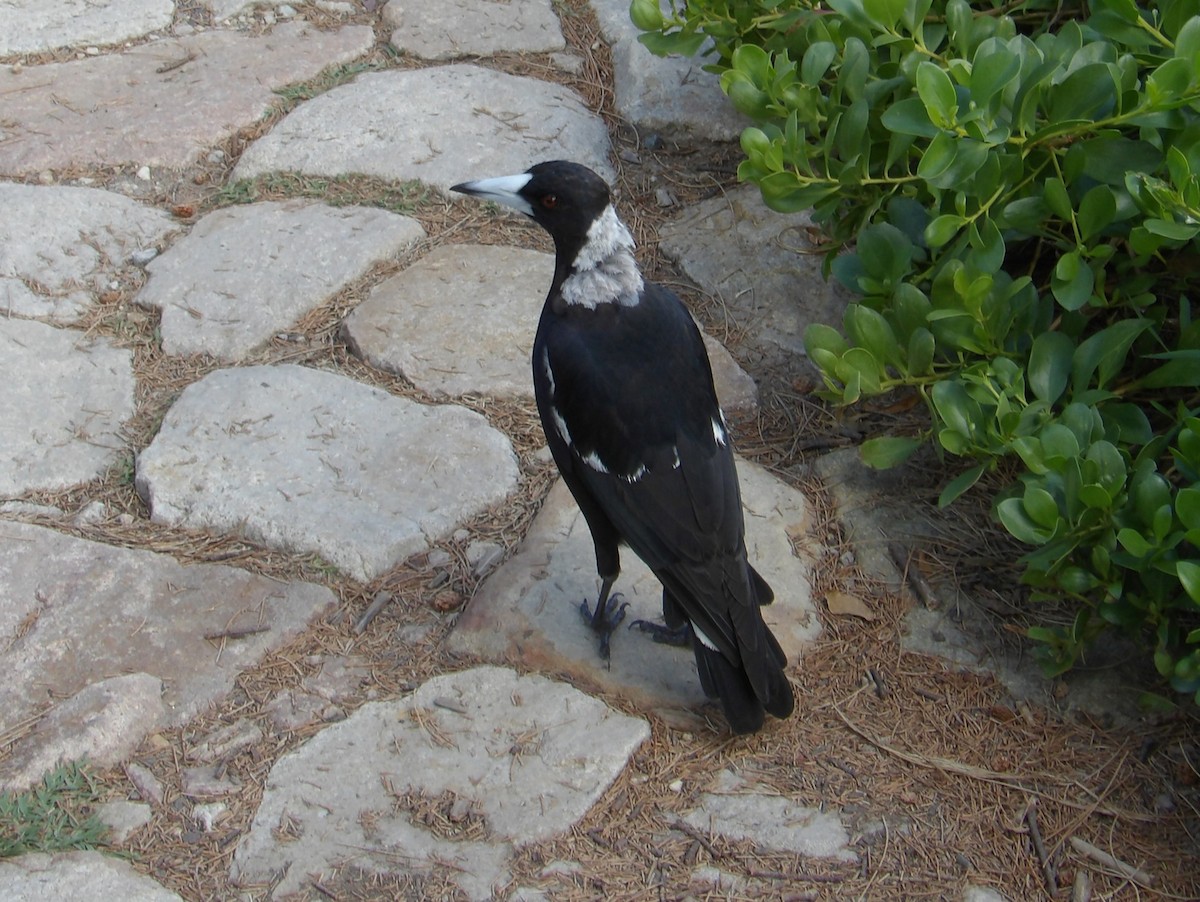 Australian Magpie (Black-backed) - ML644146509