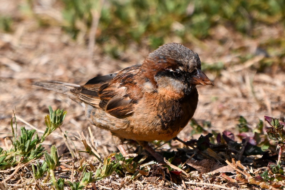 家麻雀 - ML644146523