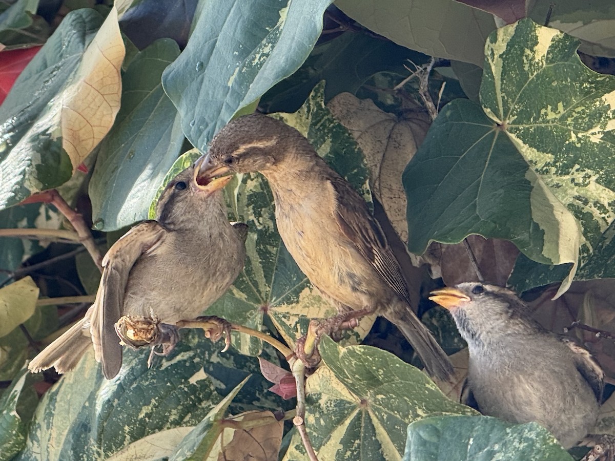 家麻雀 - ML644146524