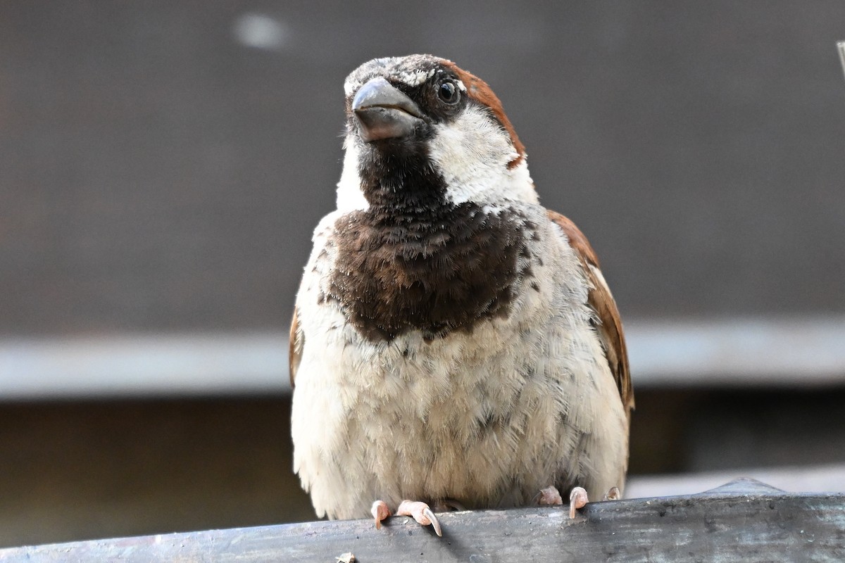 家麻雀 - ML644146525