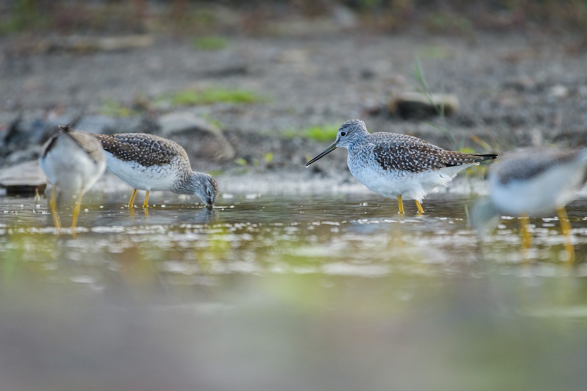 Greater Yellowlegs - ML644146526