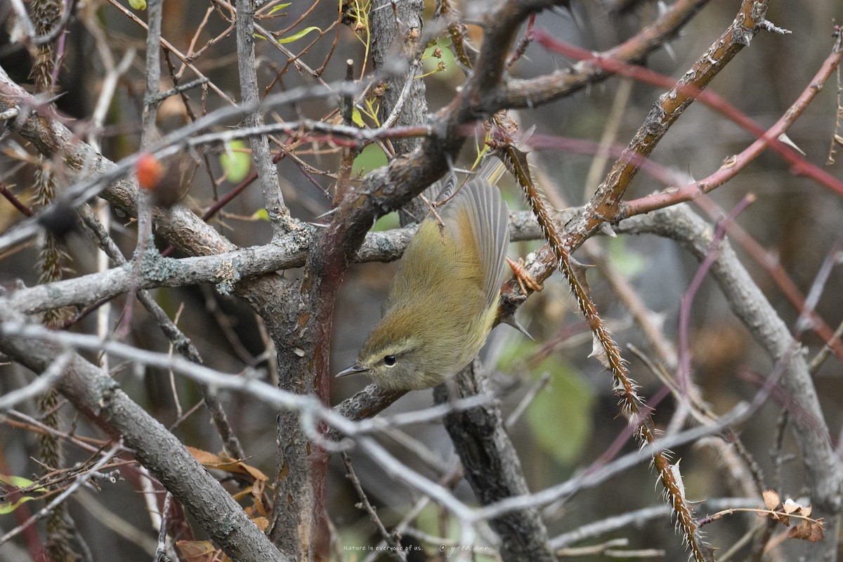 Yellowish-bellied Bush Warbler - ML644146536