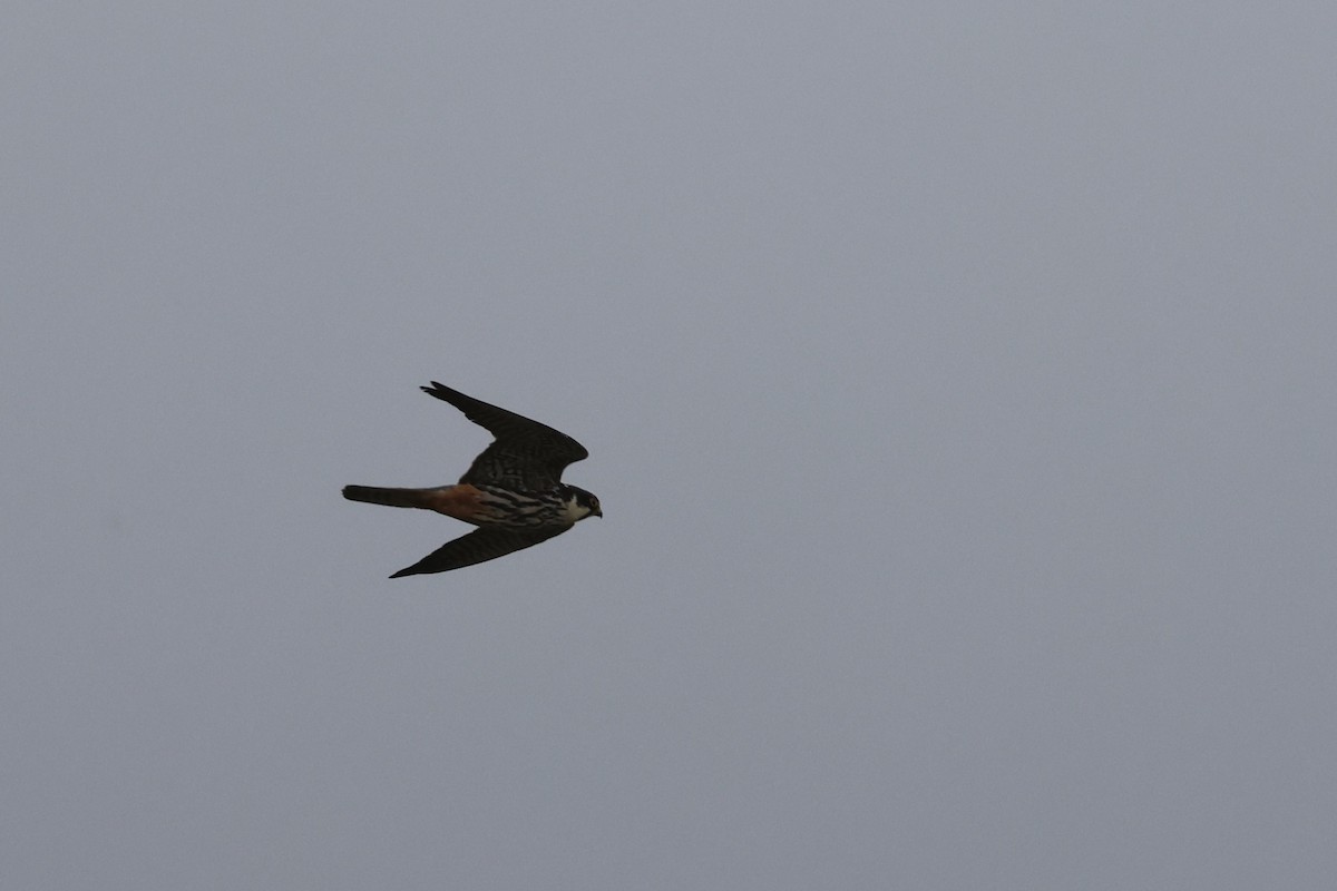 Eurasian Hobby - ML644146539