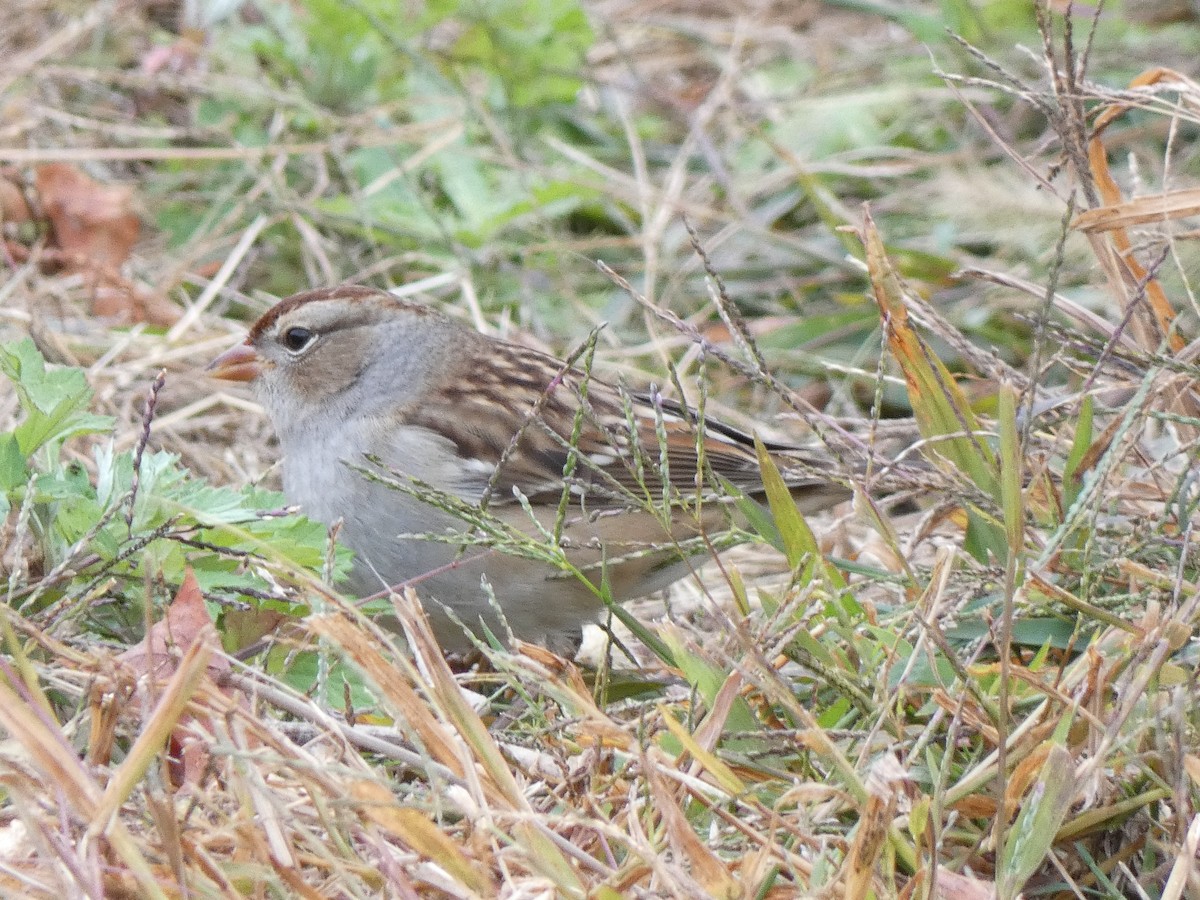 White-crowned Sparrow - ML644146540