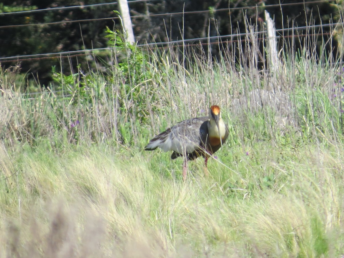 Buff-necked Ibis - ML644146543