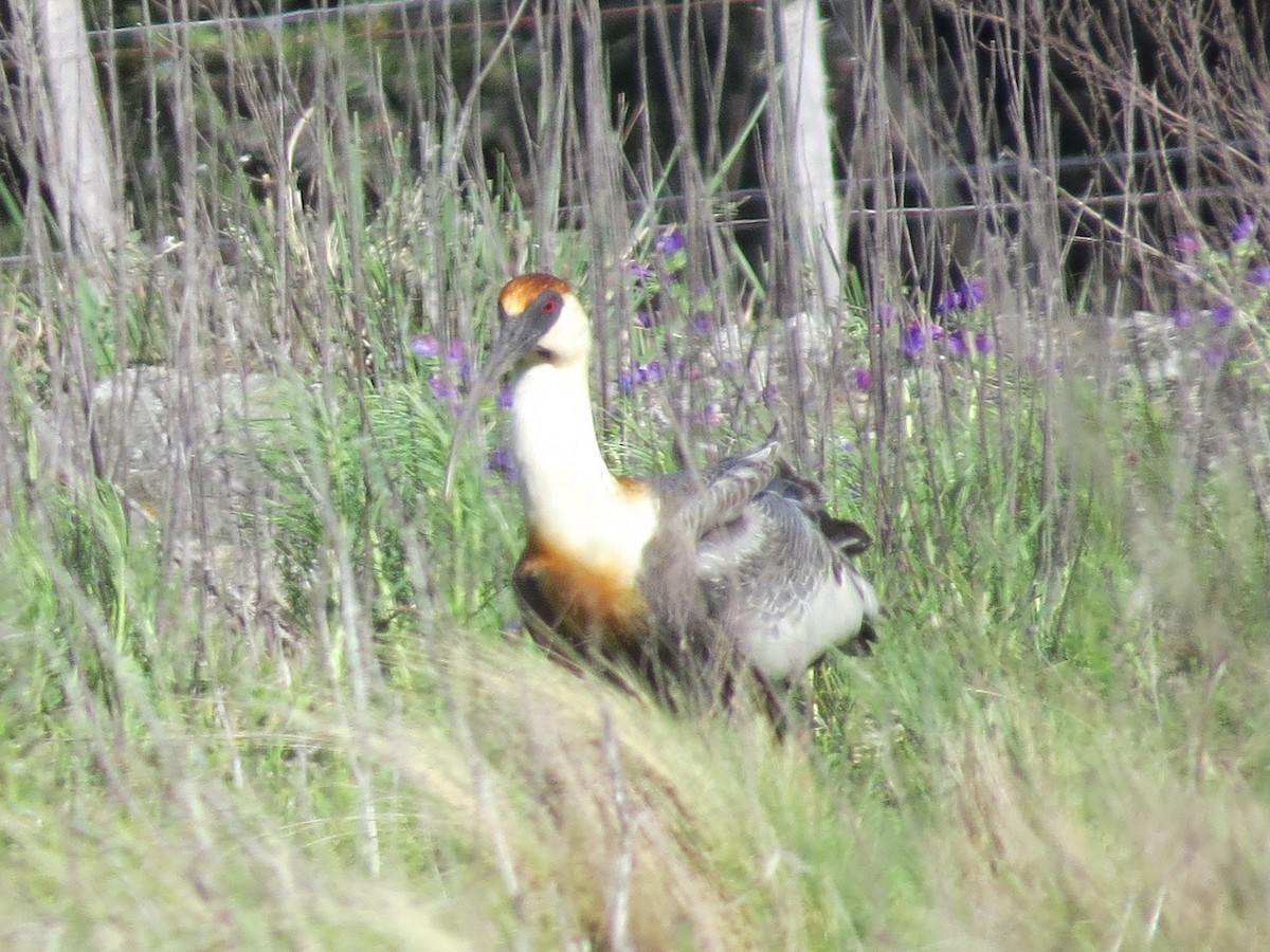 Buff-necked Ibis - ML644146544