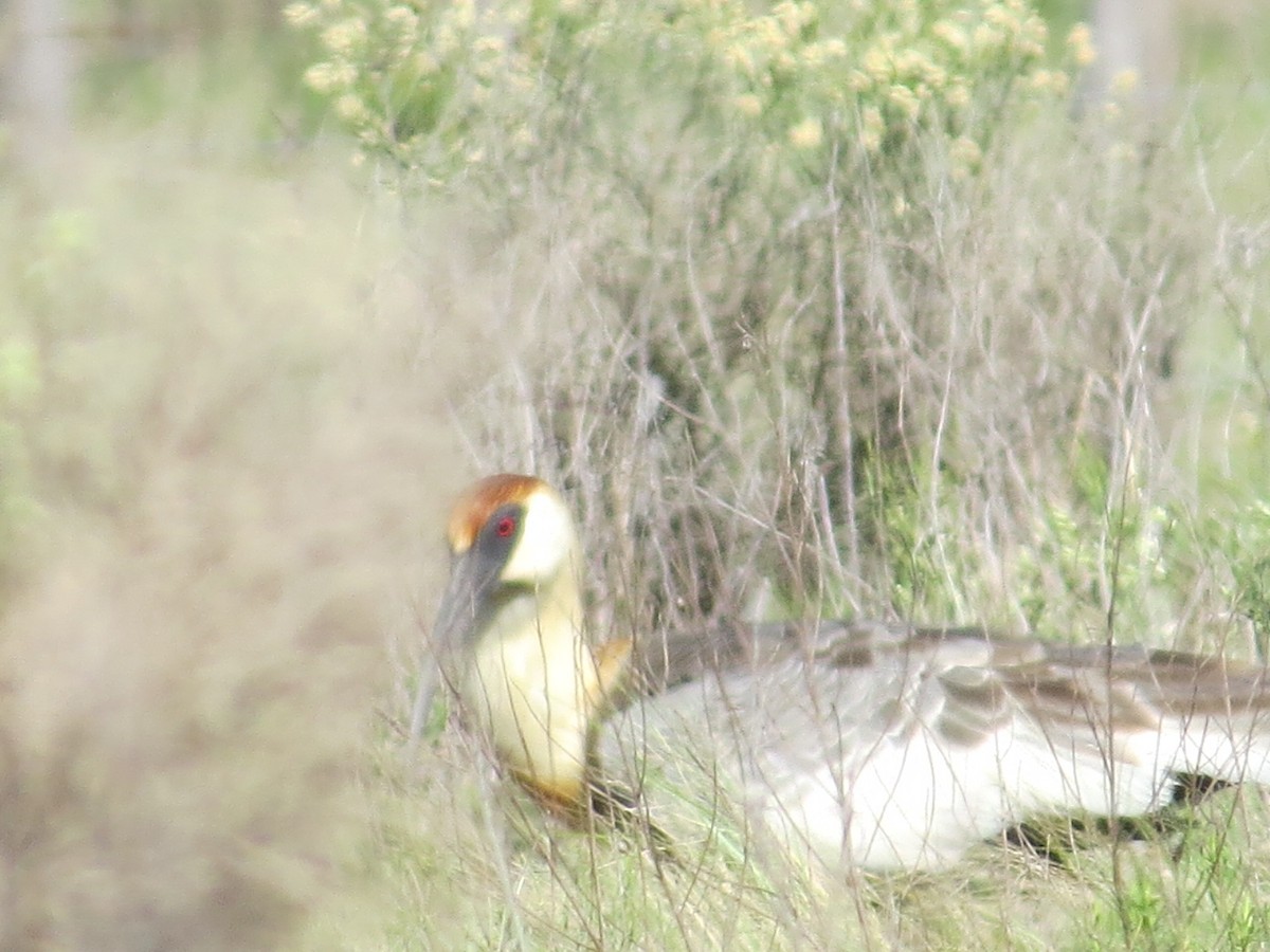 Buff-necked Ibis - ML644146545