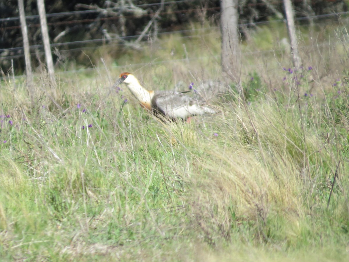 Buff-necked Ibis - ML644146546