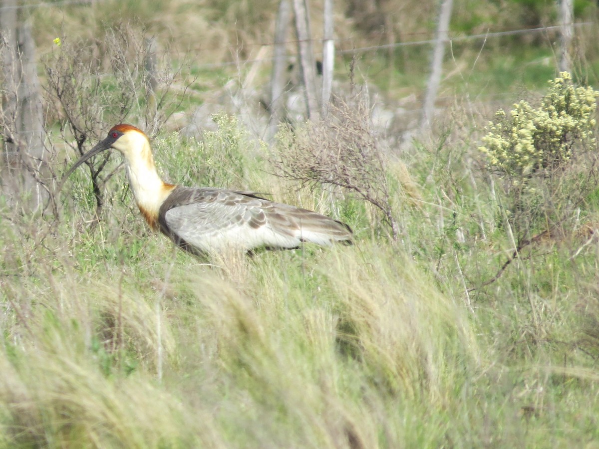 Buff-necked Ibis - ML644146547
