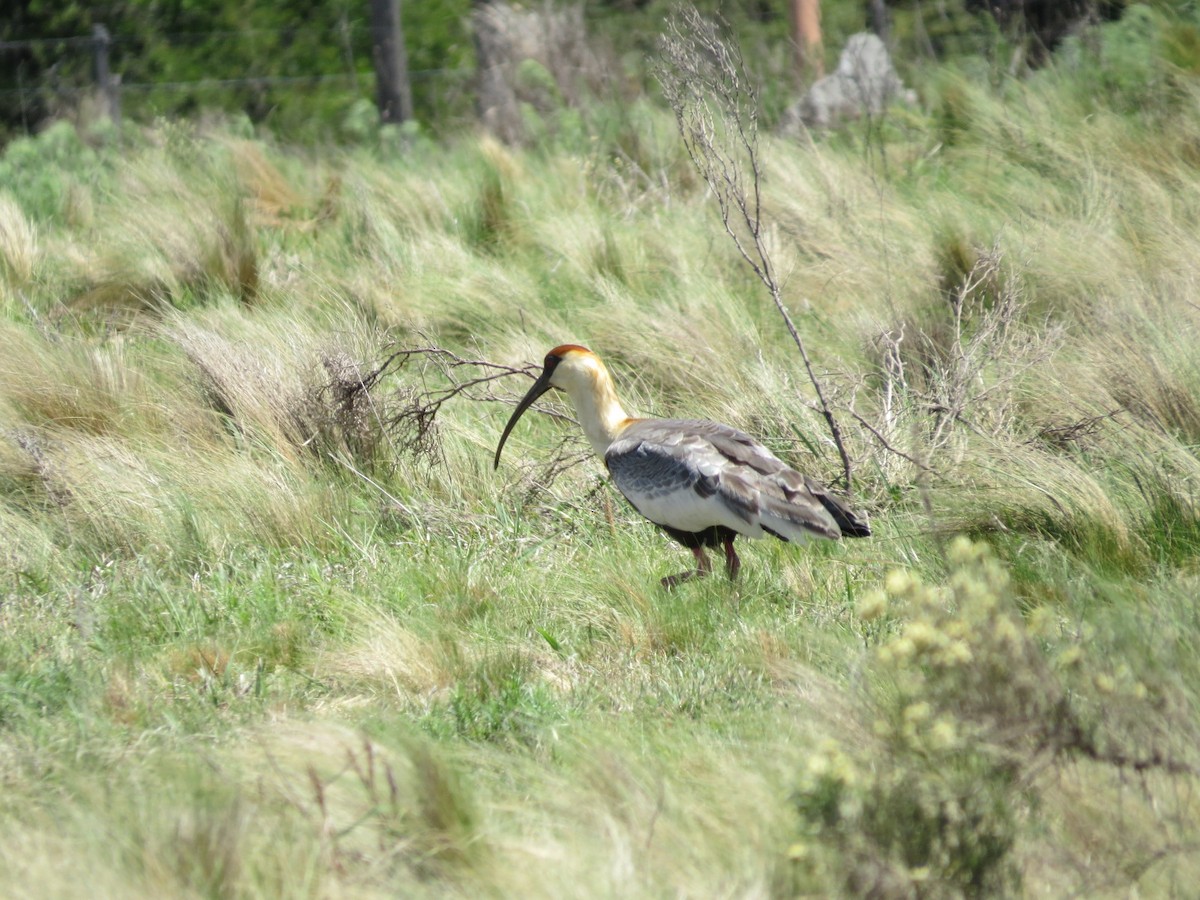 Buff-necked Ibis - ML644146548