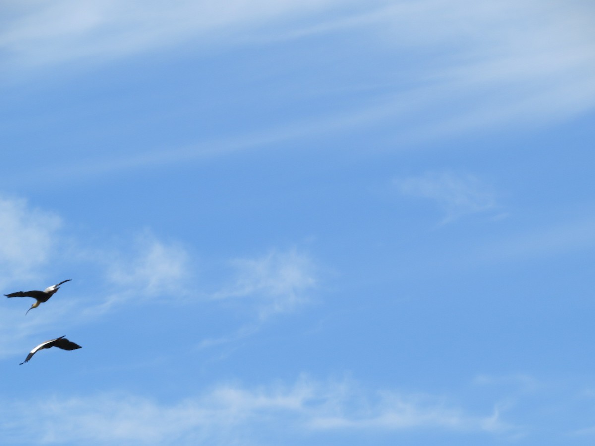 Buff-necked Ibis - ML644146549