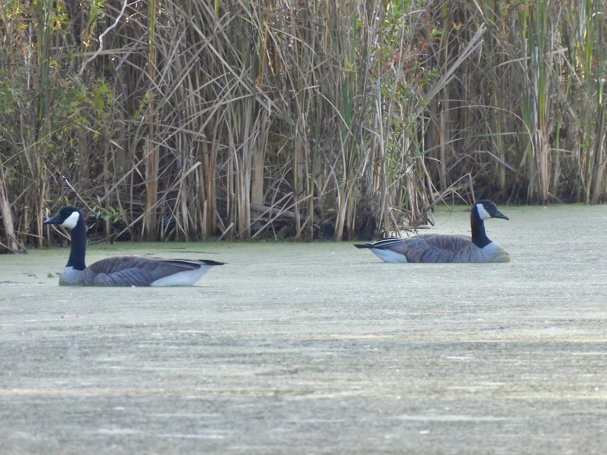 Canada Goose - ML644146570