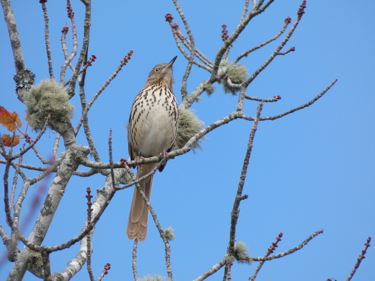 Brown Thrasher - ML644146573