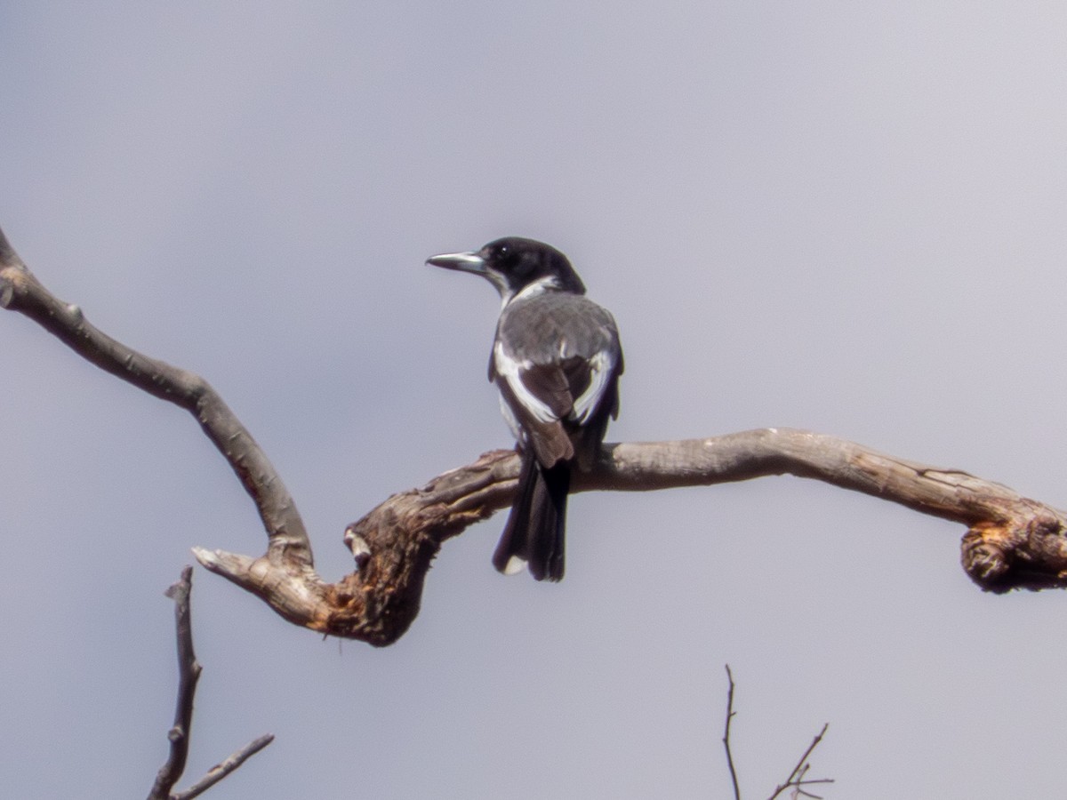 Gray Butcherbird - ML644146590