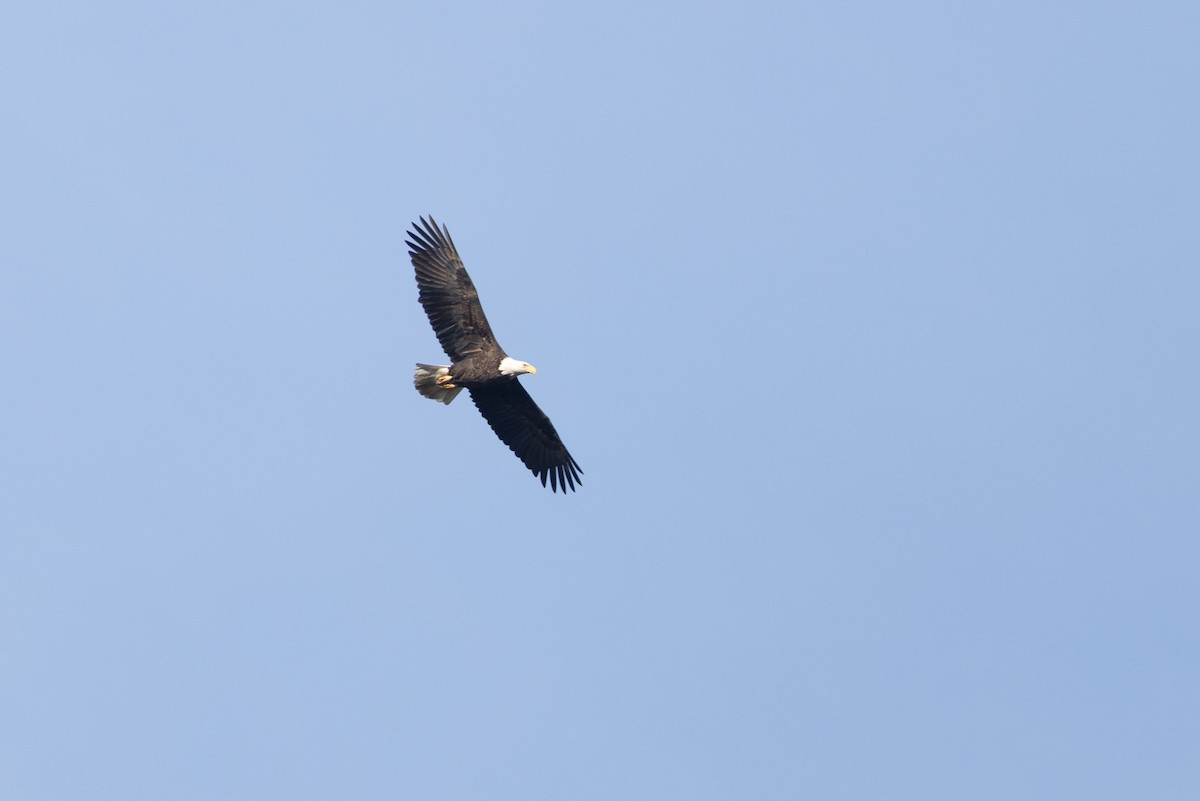 Bald Eagle - ML644146598