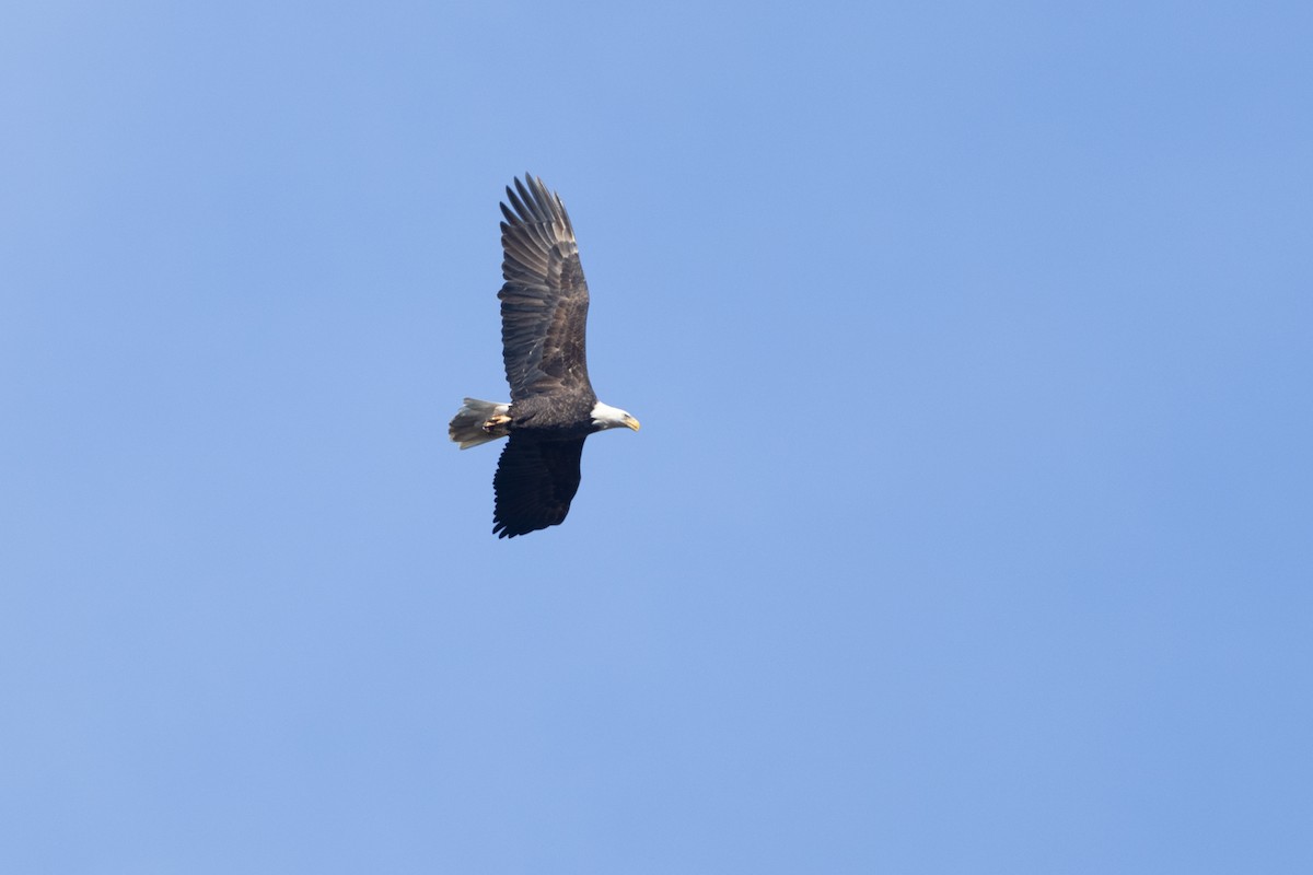 Bald Eagle - ML644146599