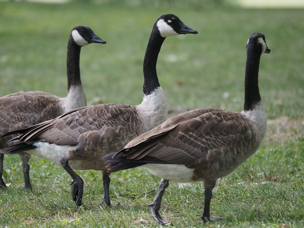Canada Goose - ML644146600