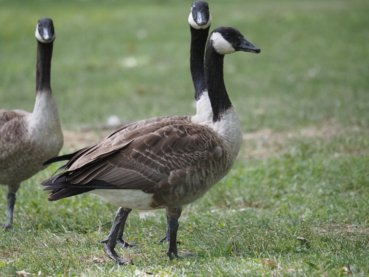 Canada Goose - ML644146602