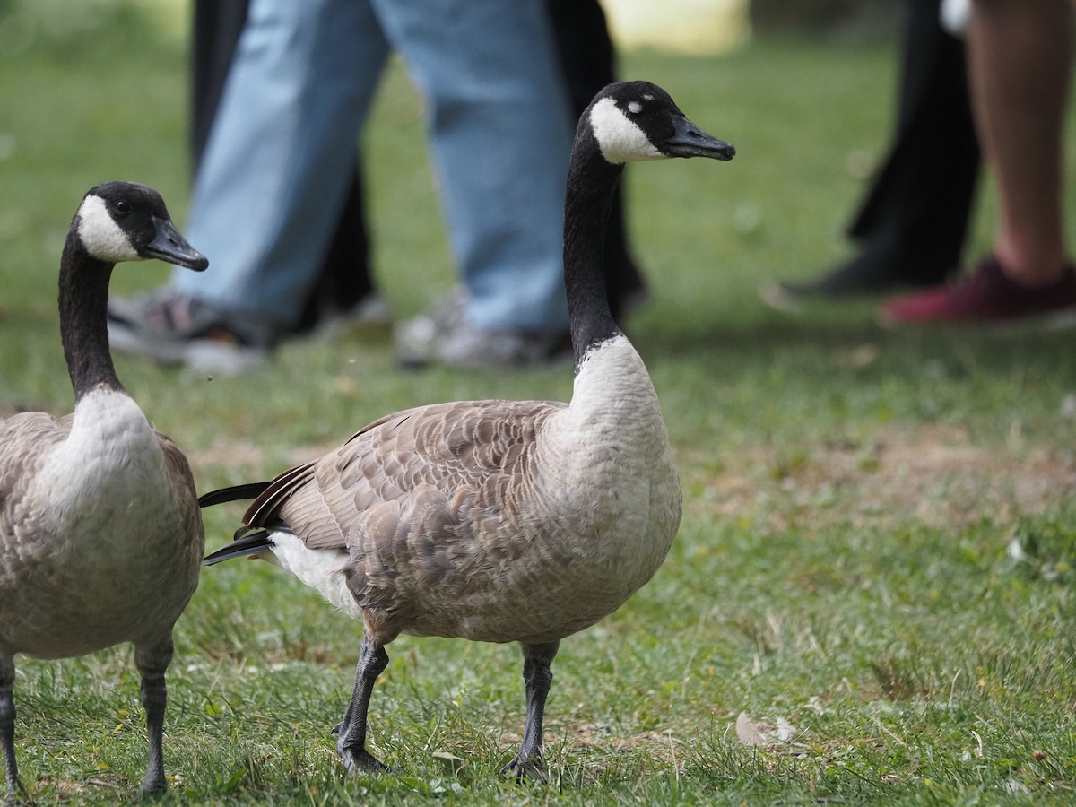Canada Goose - ML644146603