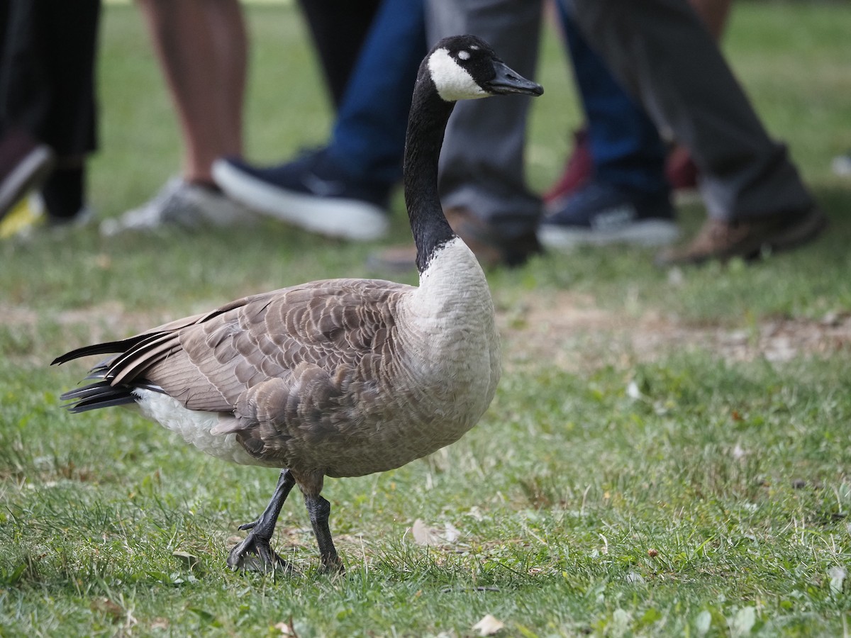 Canada Goose - ML644146604