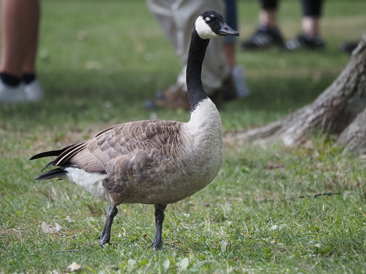 Canada Goose - ML644146605
