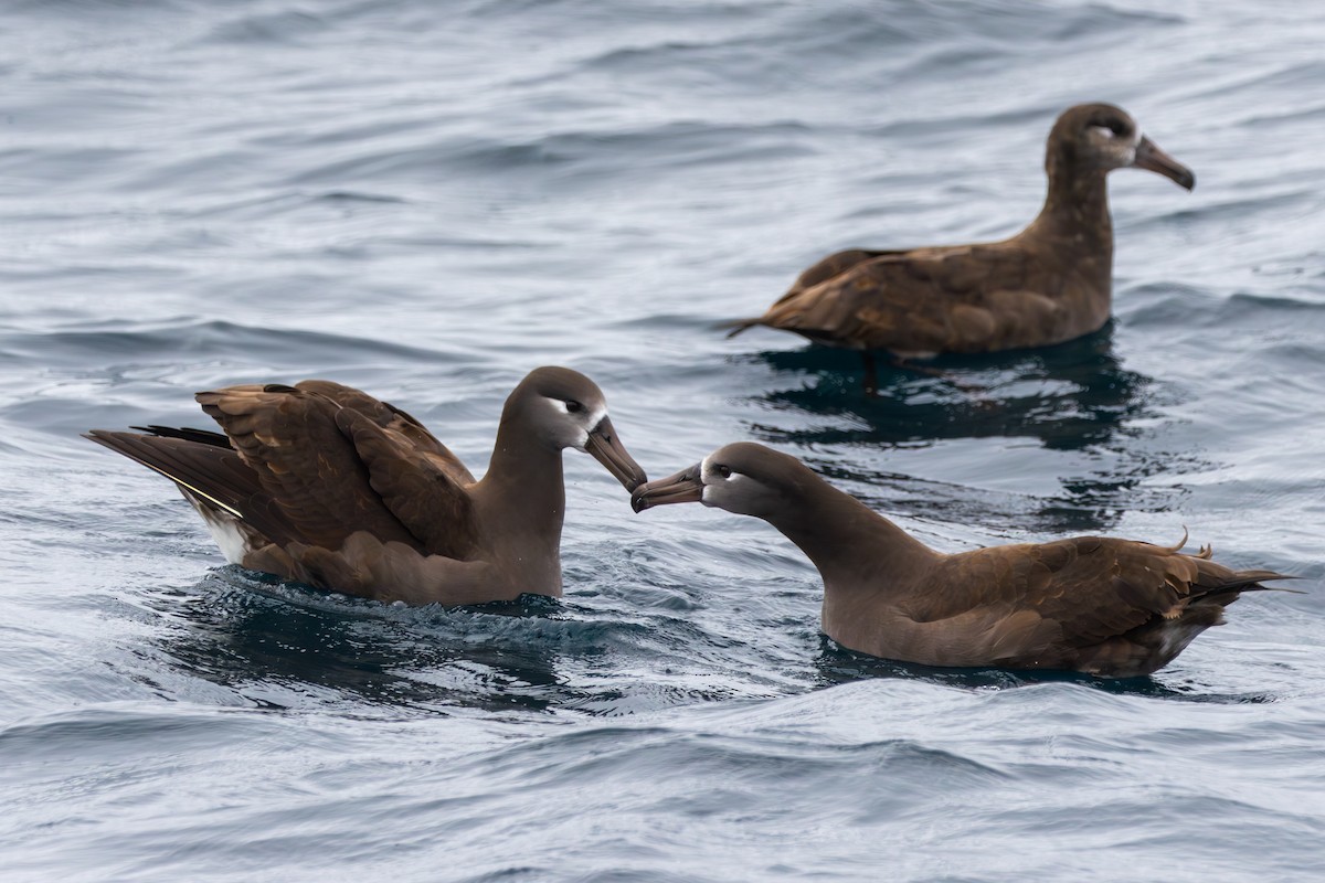 Black-footed Albatross - ML644146610