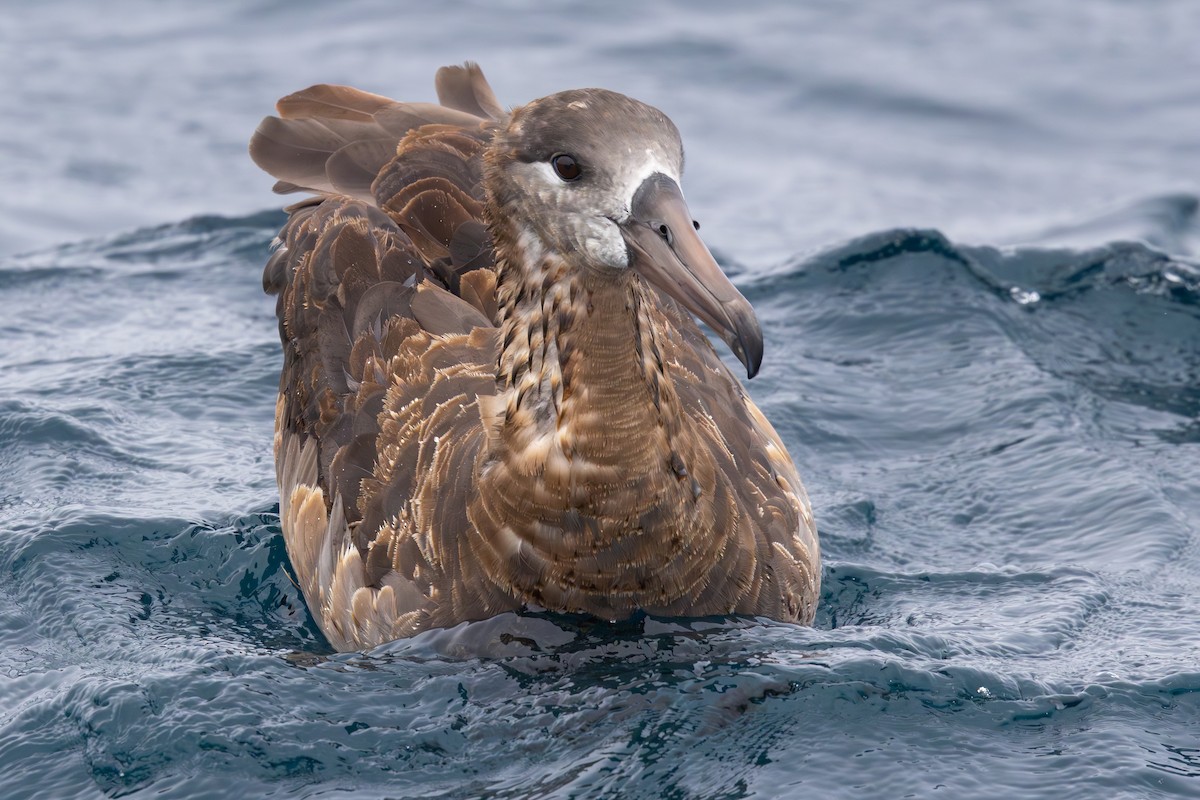 Black-footed Albatross - ML644146611