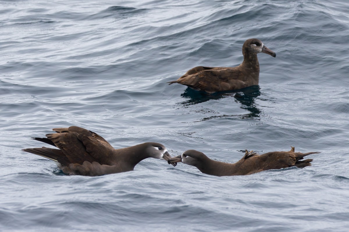 Black-footed Albatross - ML644146612