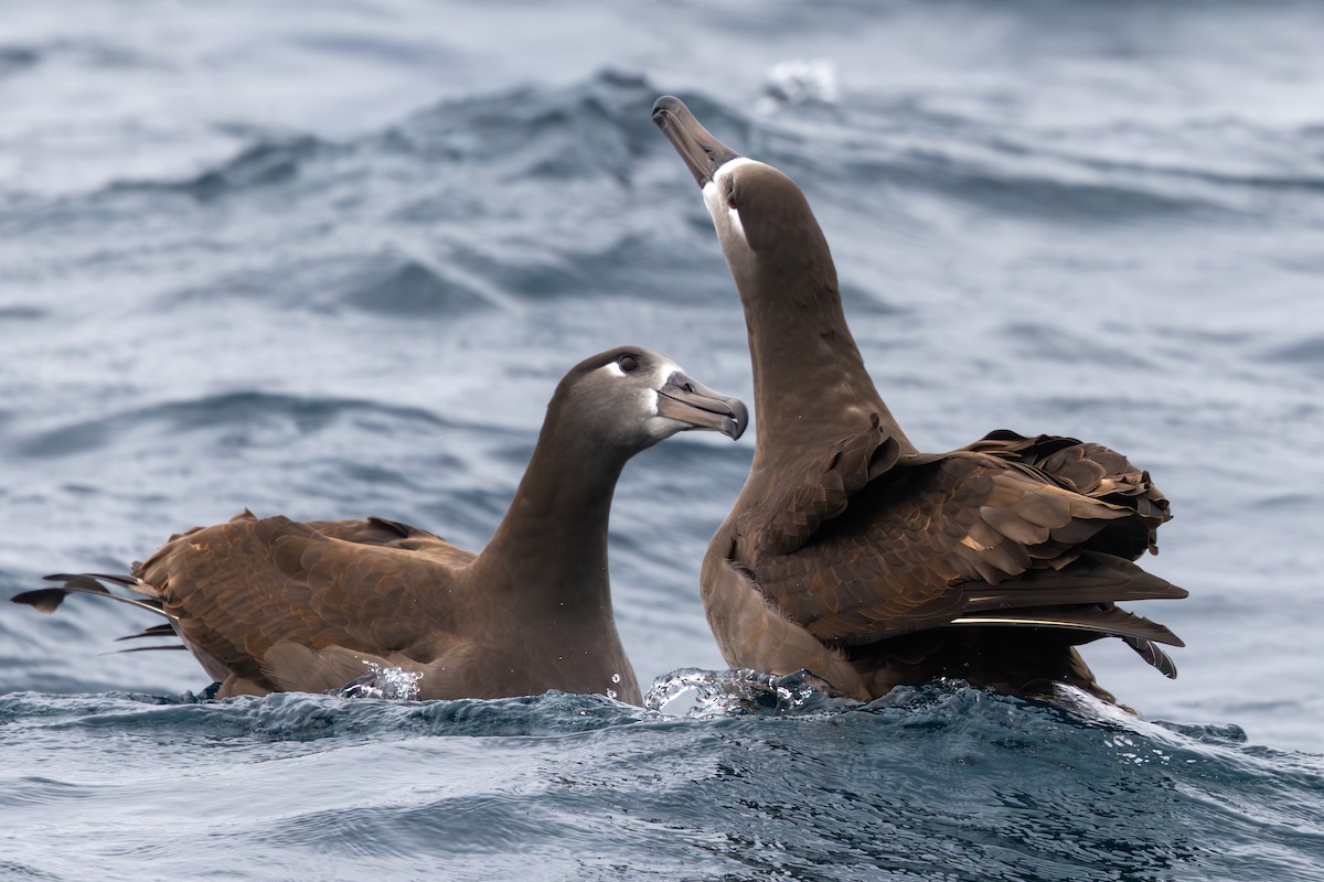 Black-footed Albatross - ML644146613