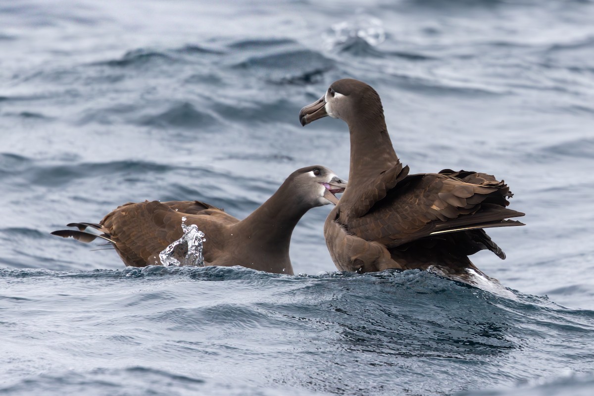 Black-footed Albatross - ML644146614