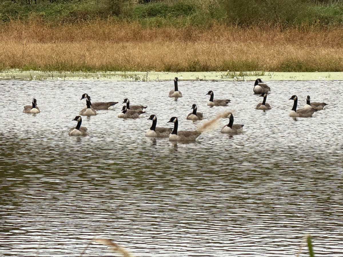 Canada Goose - ML644146621