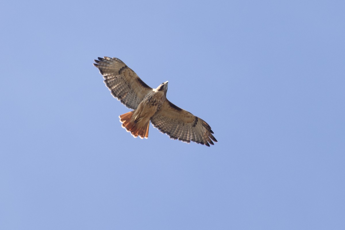 Red-tailed Hawk - ML644146622