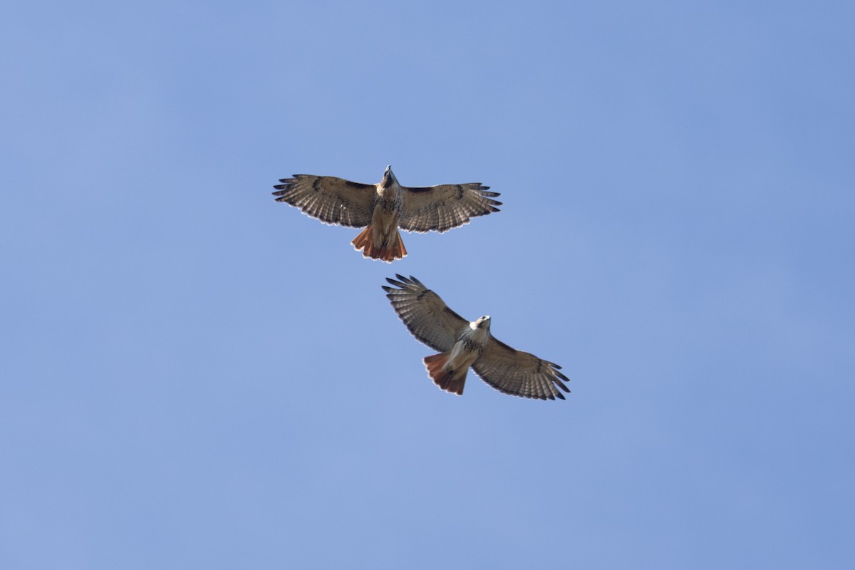 Red-tailed Hawk - ML644146623