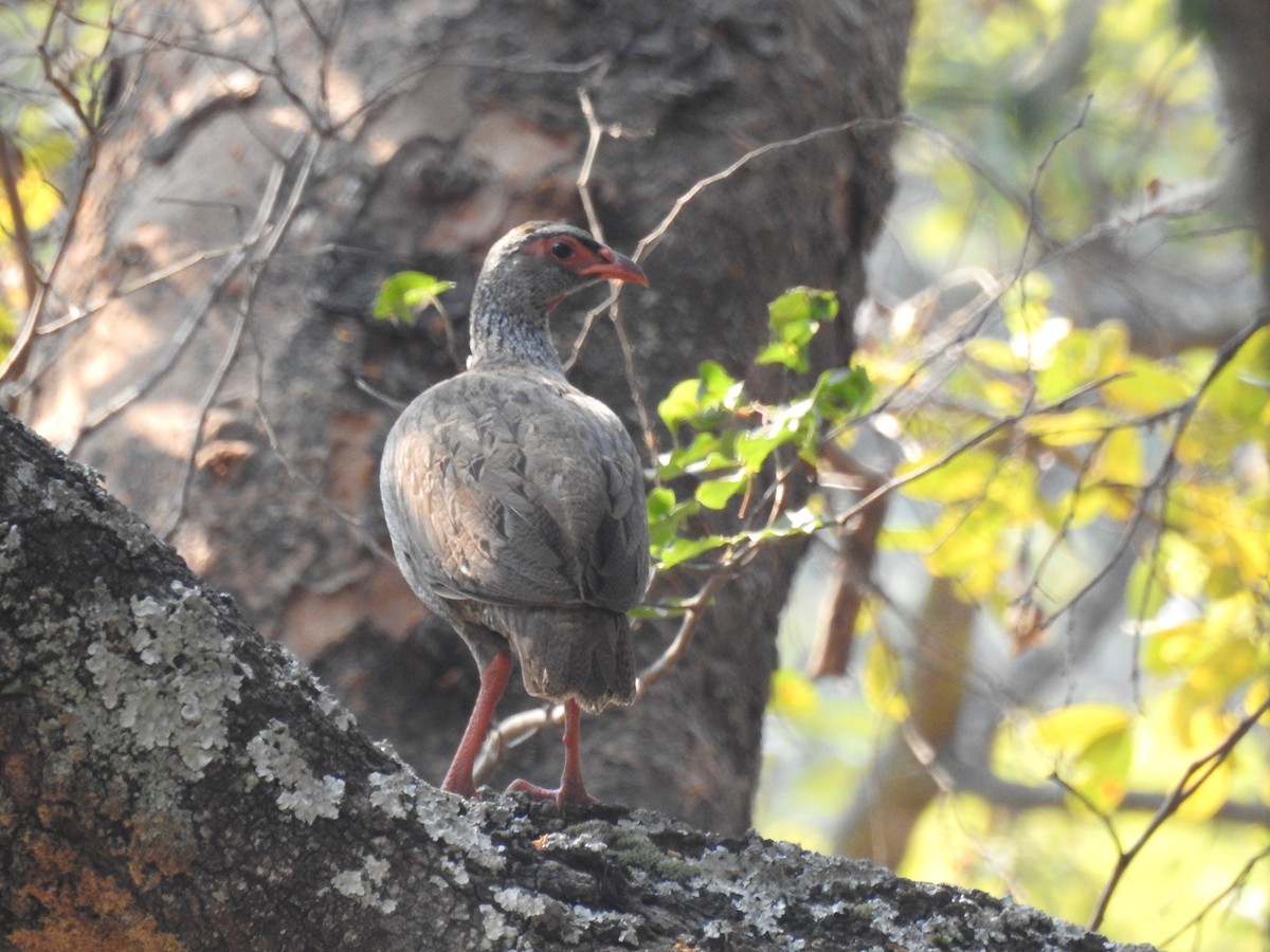 Red-necked Spurfowl - ML644146624