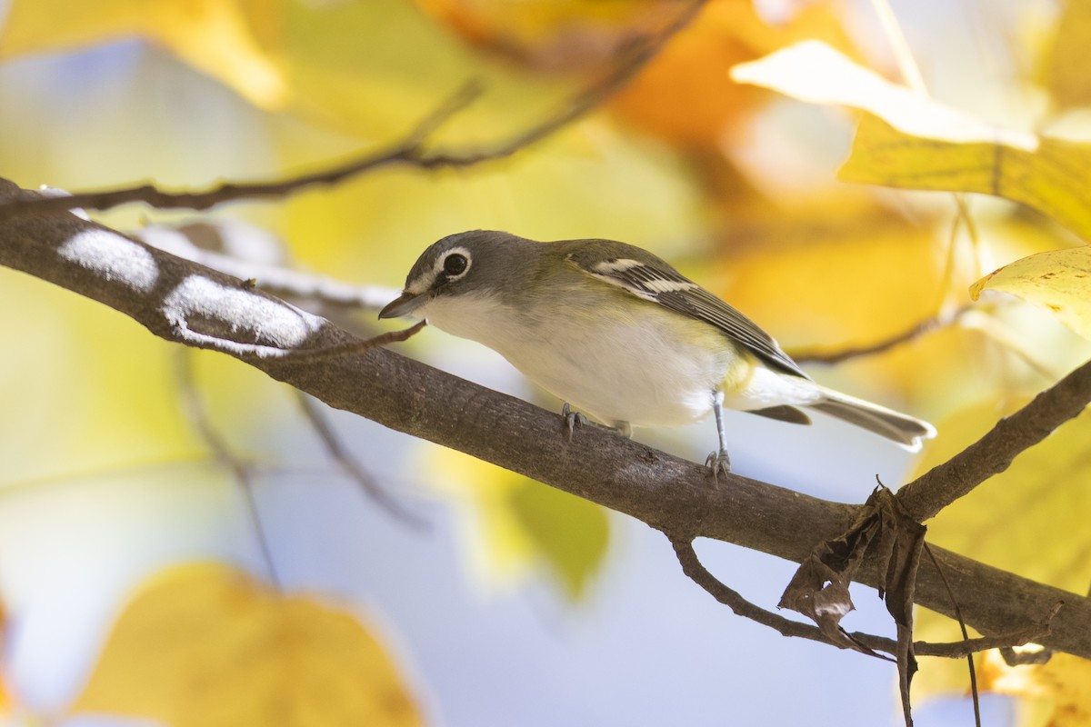 Blue-headed Vireo - ML644146626